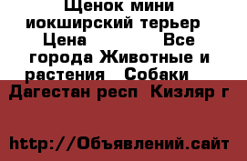 Щенок мини иокширский терьер › Цена ­ 10 000 - Все города Животные и растения » Собаки   . Дагестан респ.,Кизляр г.